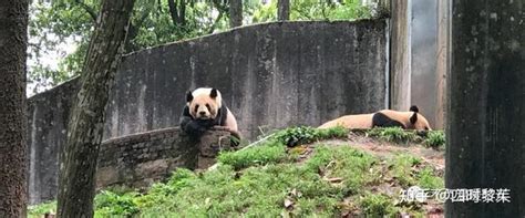 在四川看大熊猫（四）雅安篇 知乎