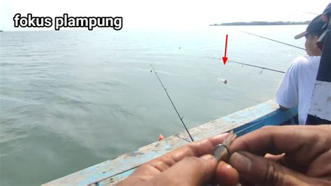 Mancing Ikan Kakap Putih Babon Umpan Udang Hidup Youtube