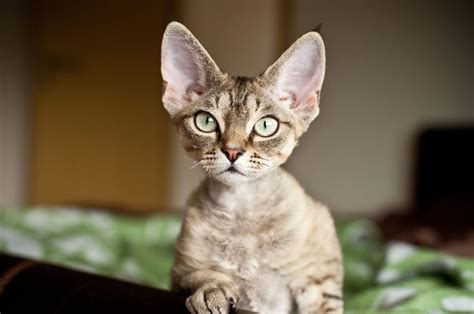 Cat Breeds Big Ears Pets Lovers