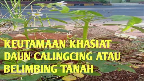 Keutamaan Khasiat Daun Calingcing Atau Belimbing Tanah Llsuara Daun