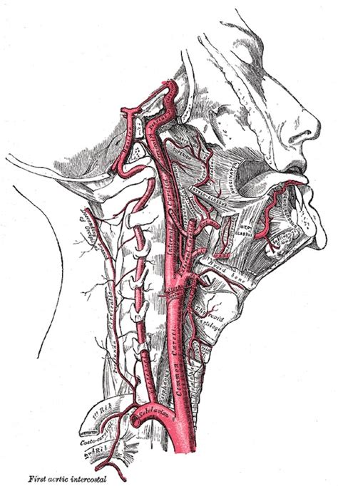 Cervical Vasculature The Operative Review Of Surgery