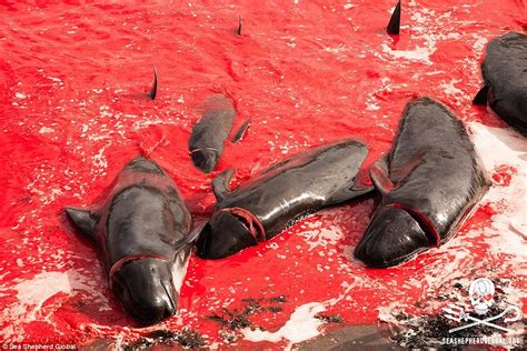 Geogarage Blog Mass Slaughter Of Pilot Whales In The Faroe Islands