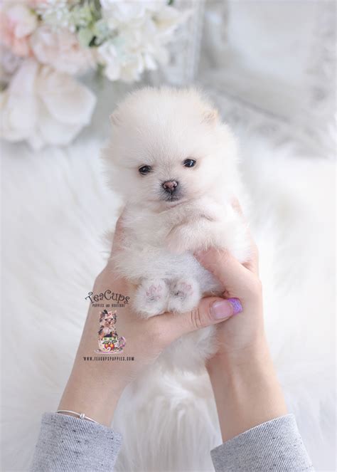 Teacup Pomeranian #089 | Teacup Puppies & Boutique