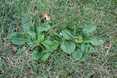 Broadleaf Plantain Mizzou Weedid