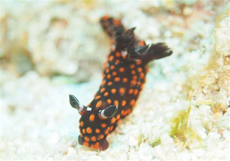 ベニゴマリュウグウウミウシ Nembrotha Sp 1 世界のウミウシ