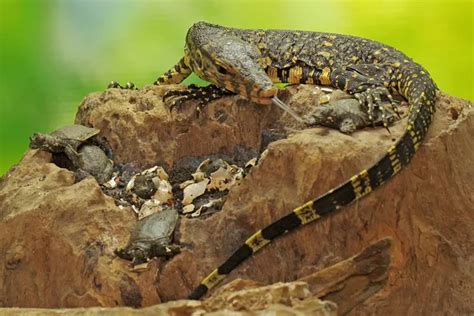 Un Joven Lagarto Salvador Est Listo Para Aprovecharse De Las Tortugas