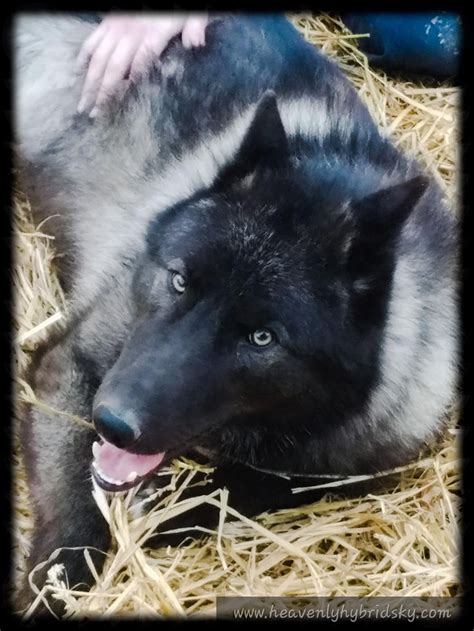 Kodiak Sire To Our Upcoming Litters Wolf Hybrid Puppies For Sale