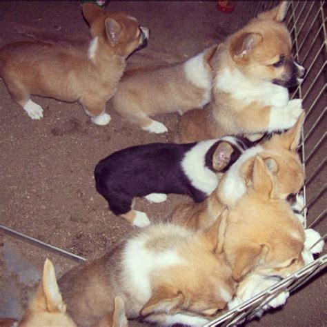 Corgi Litter Lillie Corgis Cuteness Overload Litter Funny Things