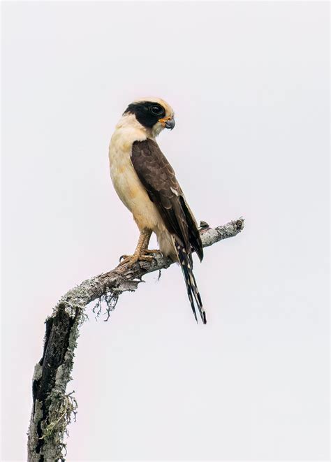 Laughing Falcon 8395 Reserva Jorupe Southern Ecuador Josee