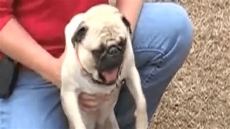 Screaming Pug Sounds Like Human | FOX 4 Kansas City WDAF-TV | News ...