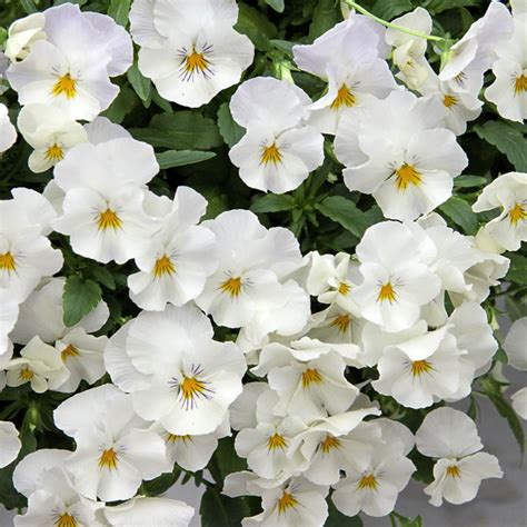 Photo Of The Entire Plant Of Pansy Viola X Wittrockiana Cool Wave