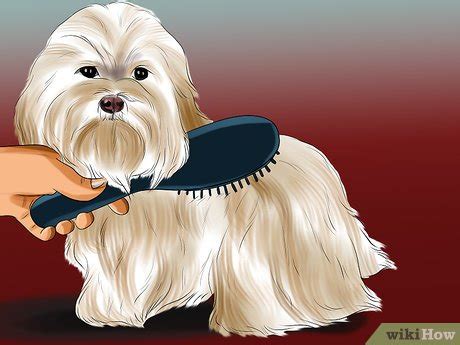 3 Ways to Groom Maltese Dogs - wikiHow