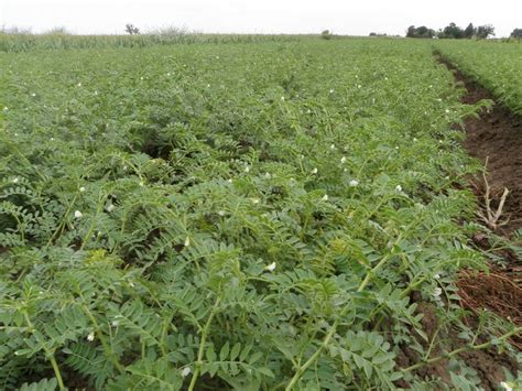 Eatwell Farm News: Flowering Garbanzo Beans