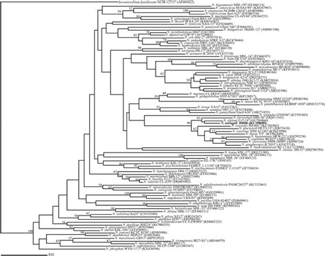 Phylogenetic Tree Based On 16s Rrna Gene Sequences Of Members Of The Download Scientific