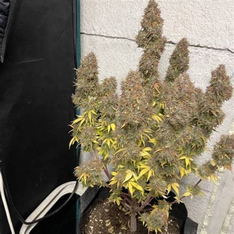 Sensi Seeds Banana Kush Cake Automatic Grow Journal By Sunshinegroww