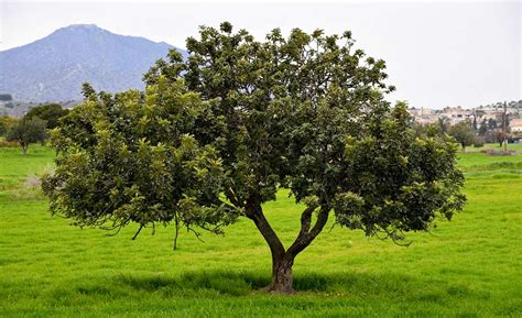 Farina Di Carrube Cos E Come Usarla Nelle Tue Ricette