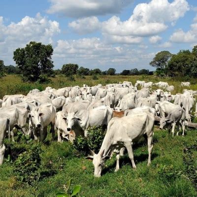 Boi Preço da arroba deve se manter em torno de R 320 este ano