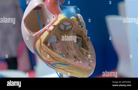 Heart anatomy cross section Stock Videos & Footage - HD and 4K Video ...