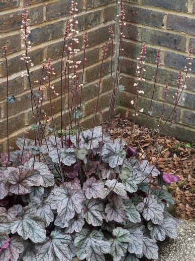 Heuchera Silver Scrolls Purperklokje Bloemenpark Appeltern