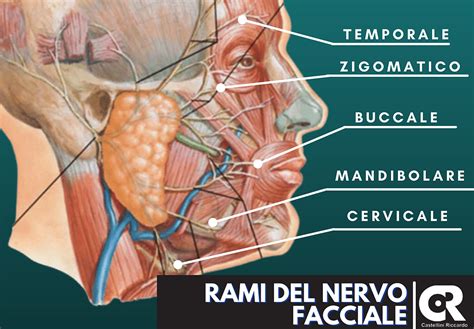 Nervo Faciale Trattamento Fisioterapia Riccardo Castellini