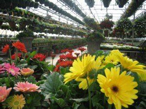 Pahl S Market Garden Center Greenhouse Nursery And More Apple