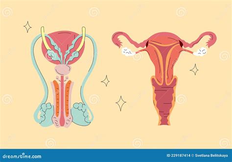 Human Reproductive System Male And Female Genitals Cartoon Vector