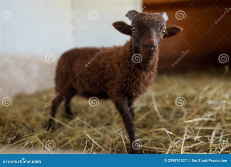 portrait   cute funny lamb stock image image  friendly