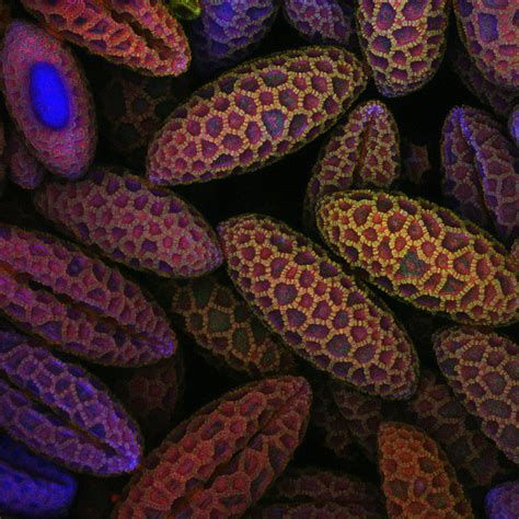 15 Bizarre And Beautiful Microscope Photos You Absolutely Must See Sciencealert