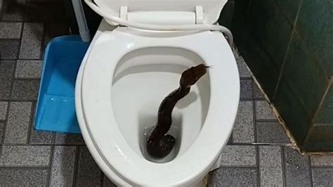 Gefahr In Der Toilette Python Schlange Taucht Aus Klo Auf