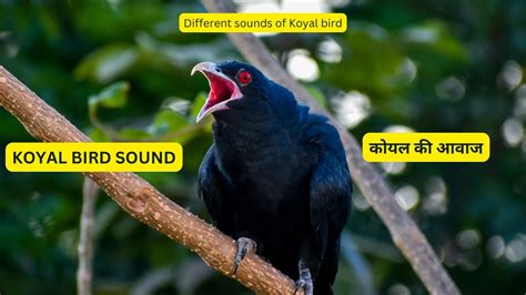 Asian Koel Bird Singing Asian Koel Bird Call Koyal Ki Aawaz कोयल