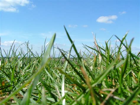 Grass and blue sky Free Photo Download | FreeImages