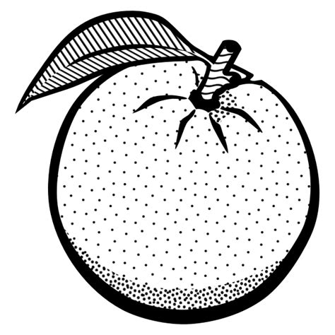 Doodle Freehand Sketch Drawing Of Orange Fruit 11048395 PNG