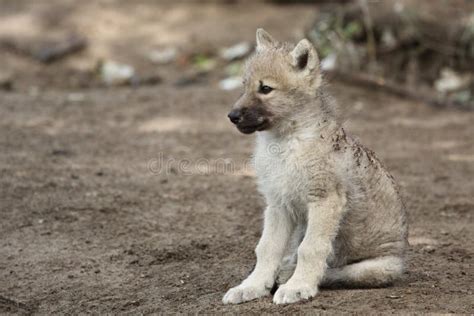 White wolf cub stock photo. Image of mammal, wolf, animal - 20259100