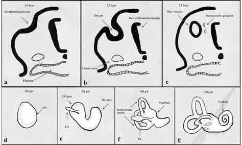 Schematic Description Of Inner Ear Development Transverse Section