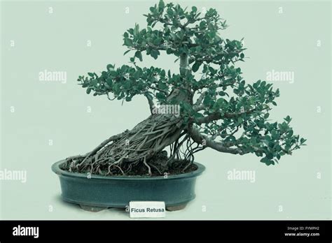 Bonsai Tree Of Ficus Retusa Tree India Stock Photo Alamy