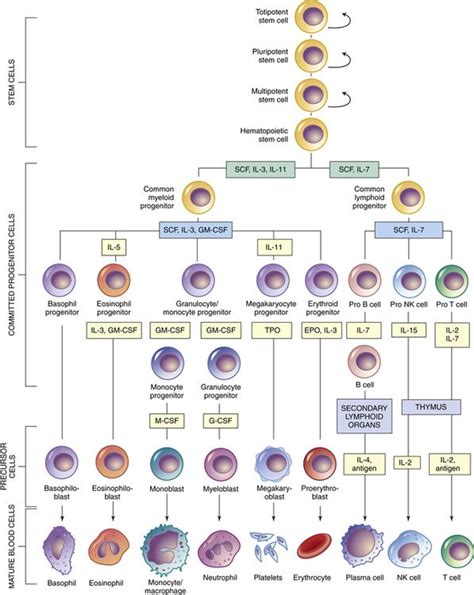 Structure And Function Of The Hematologic System Basicmedical Key Hematology Medical School