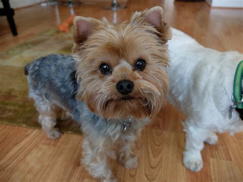 Perros de bolsillo 39 fotos nombres de razas de perros pequeños