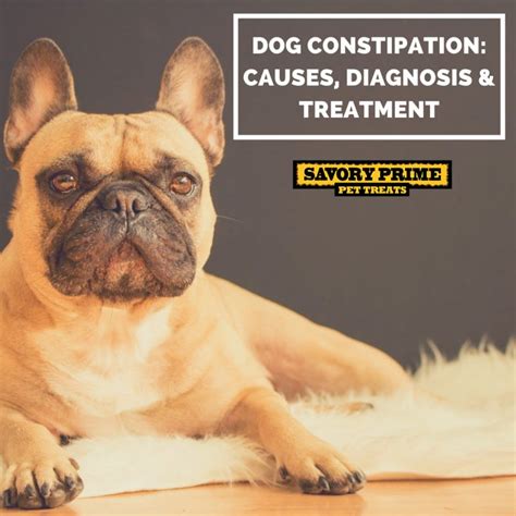 Dog-Constipation_-Causes,-Diagnosis-&-Treatment - Savory Prime Pet Treats