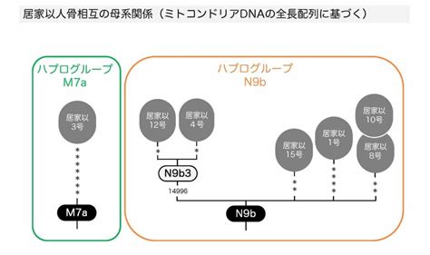 DNA分析 ｜ 居家以岩陰遺跡の研究―早期縄文人の生活と社会―