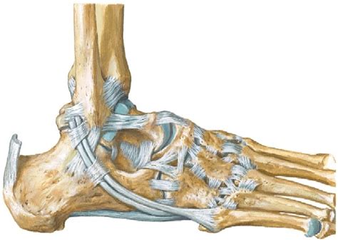 Ligaments Of Ankle Lateral Diagram Quizlet