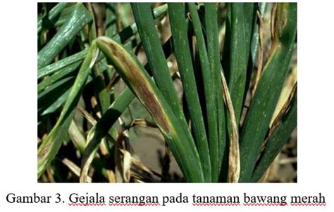 Bercak Ungu Menyerang Tanaman Bawang Nufarm Indonesia