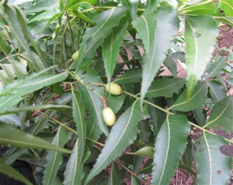 Neem Tree Seeds Azadirachta Indica Seeds Medicinal Tree Etsy