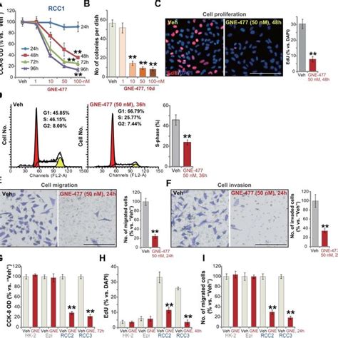 GNE 477 Potently Inhibits RCC Xenograft Tumor Growth In Mice The Nude