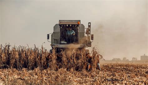 Maize or Corn Farming in South Africa