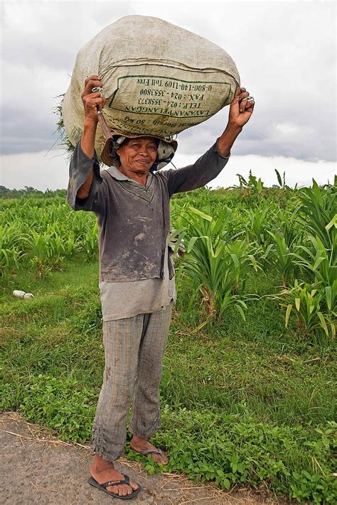 Bali Indonesia Travel Rice Fields Agriculture Women Farmer Hd