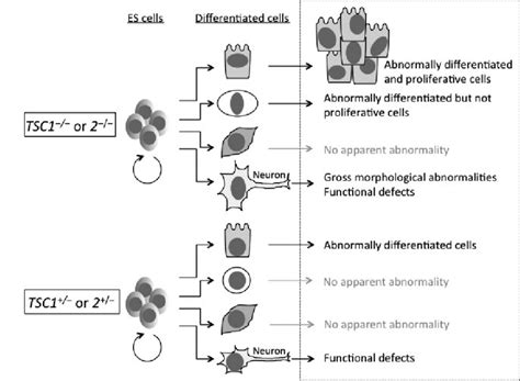 A Model Of Differentiation Abnormalities In Tuberous Sclerosis Complex