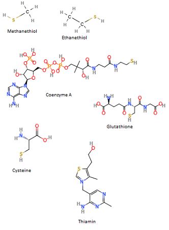 Sulfhydryl Group Model