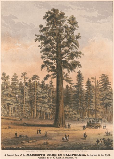 The Trees of California, by Getty Images, and the Library of Congress ...