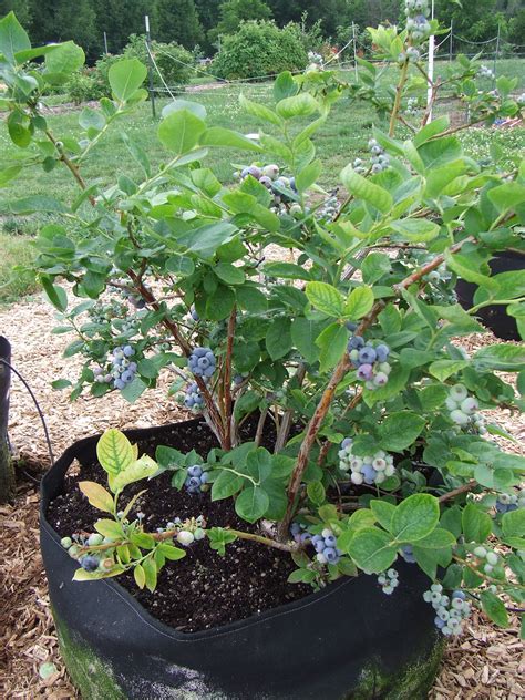 Ka Bluey Blueberries In Grow Tubs Gardens Alive Blog