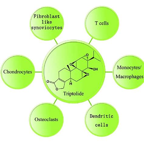 Chemical Structure Of Triptolide Triptolide Has Been Shown To Possess